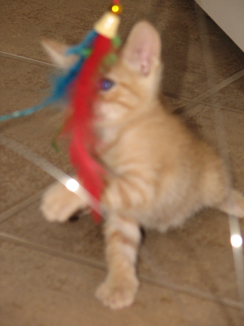 2009/09(September)/New_Kittens/800x600_20100206 430.JPG